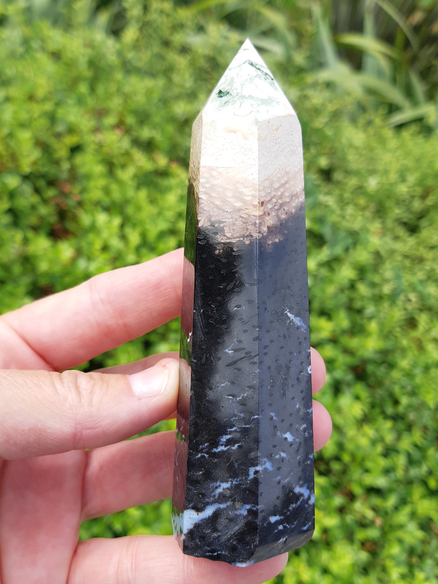 Petrified Palm Root Point