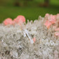 Rhodochrosite Specimen with Fluorite, Quartz and Pyrite