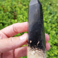 Petrified Palm Root Point