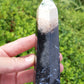 Petrified Palm Root Point
