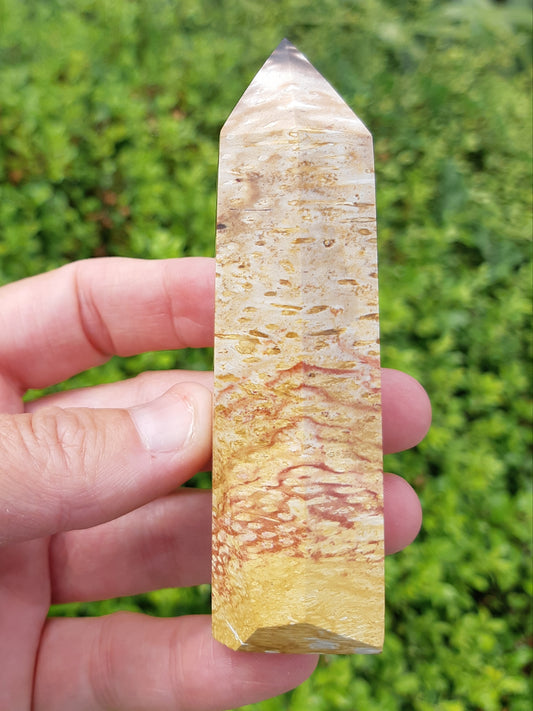 Petrified Palm Root Point