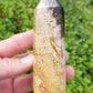 Petrified Palm Root Point
