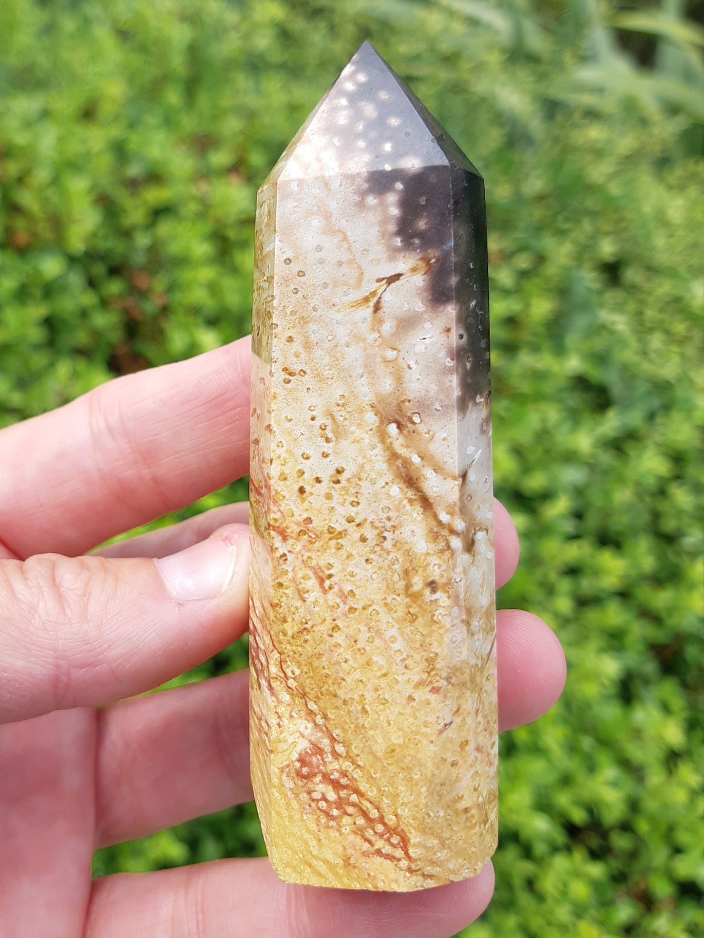 Petrified Palm Root Point