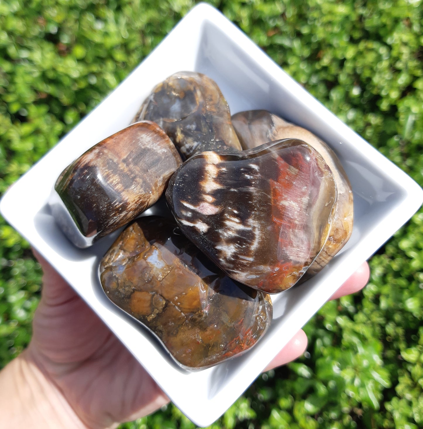 Petrified Wood Tumbles