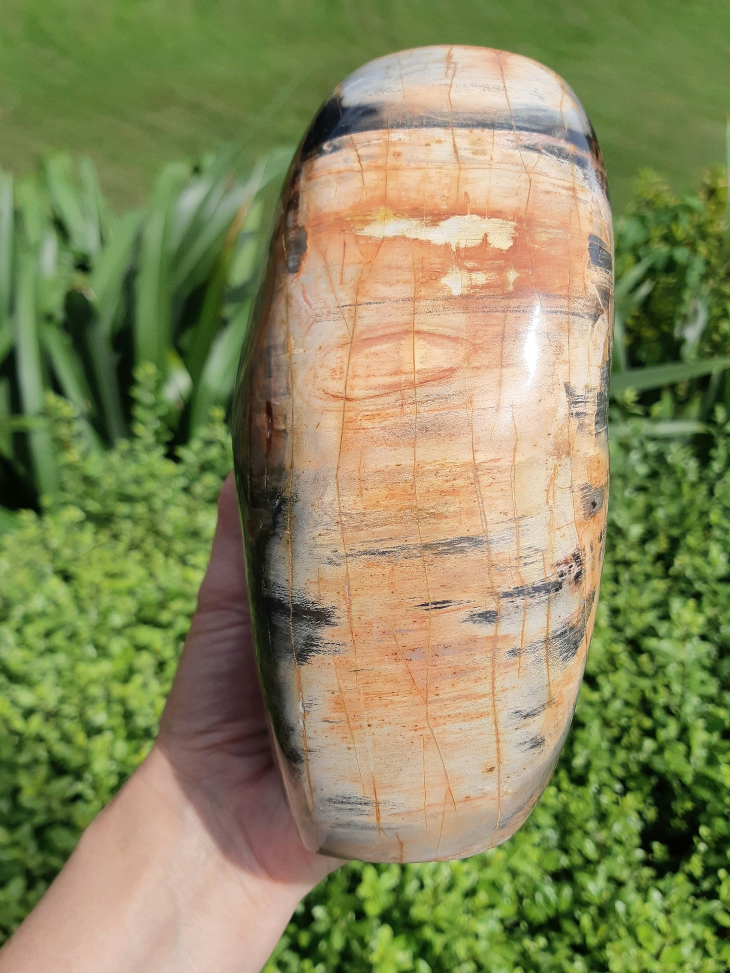 Petrified Wood Freeform