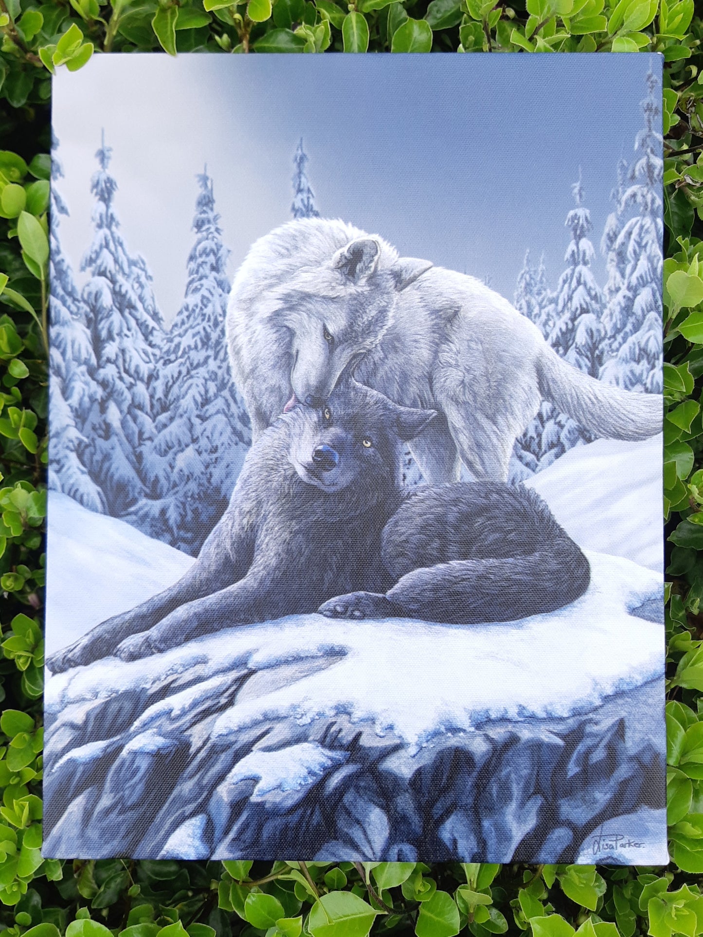 Snow Kisses Canvas by Lisa Parker